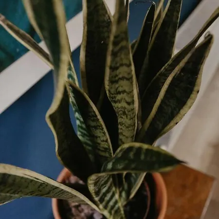 Unique, Cosy, District Artist Hideaway - 5 Bd *